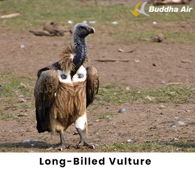 Long Billed Vulture